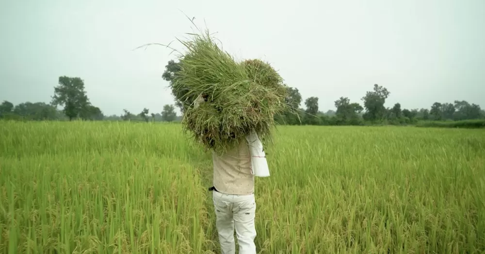 Farming's Future: Cultivating Resilience in a Climate-Struck World