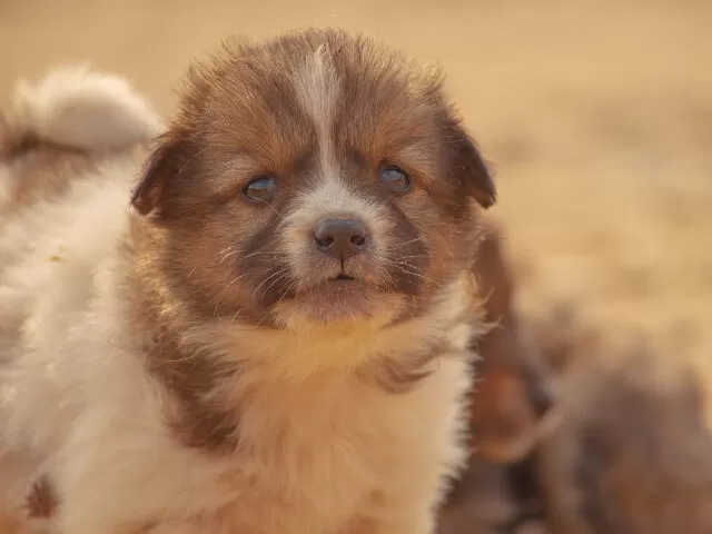 When Fur and Fury Collide: A San Francisco Commissioner's Pet Shop Downfall