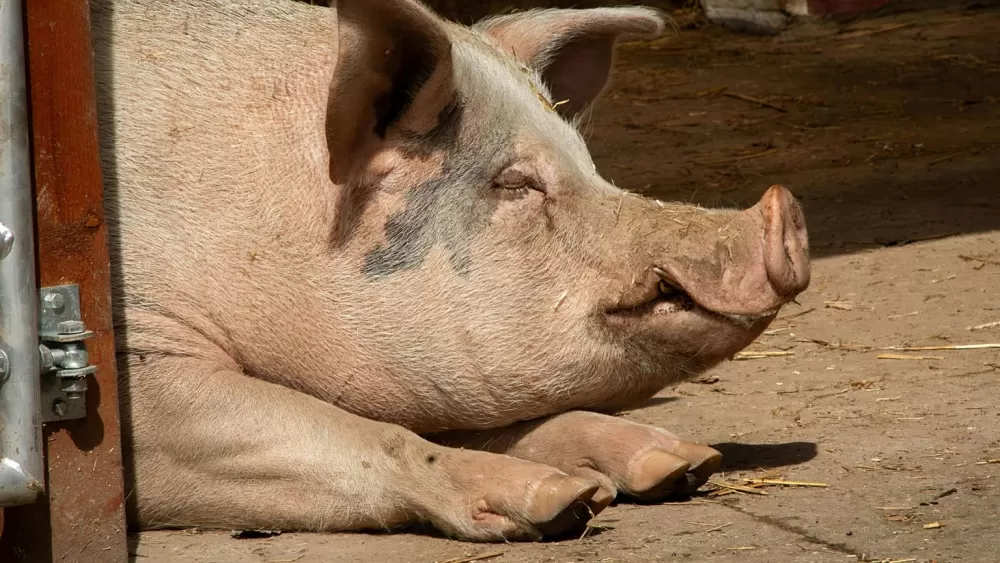 World's First Pig-to-Human Liver Transplant Extends Life for 171 Days in Historic Medical Breakthrough