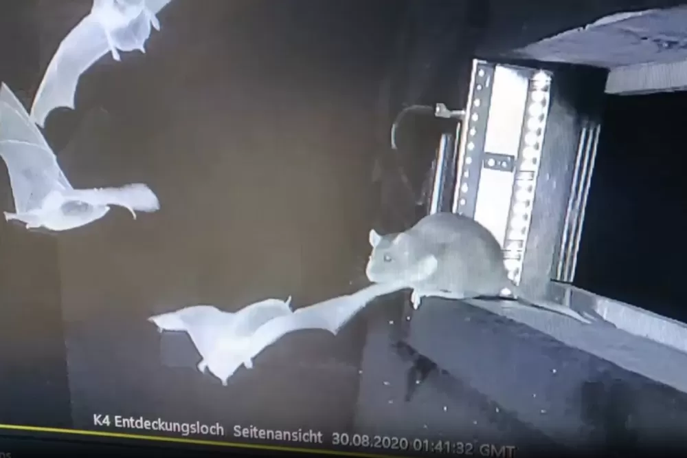 When the Hunters Become the Hunted: Rats Taking to the Air to Snatch Bats—A Truly Unsettling Turn of Events