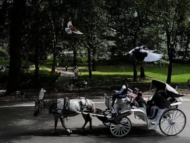 Central Park's Enduring Debate: NYC Mayor Backs Electric Future for Iconic Carriages