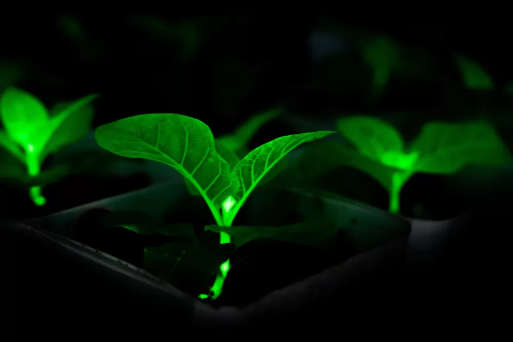 The Luminescent Future: How Bioengineered Plants Could Light Up Our Cities