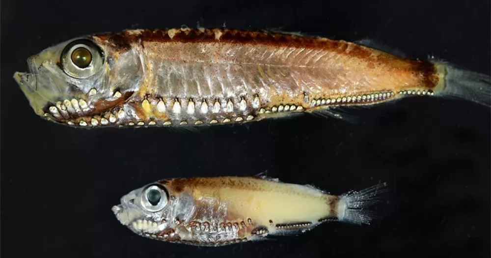 The Ocean's Secret Eyes: How Deep-Sea Fish See in Eternal Twilight