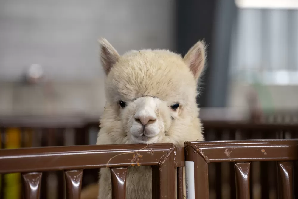 Allegan's Alpaca Fest: A Weekend of Woolly Wonders and Family Fun!