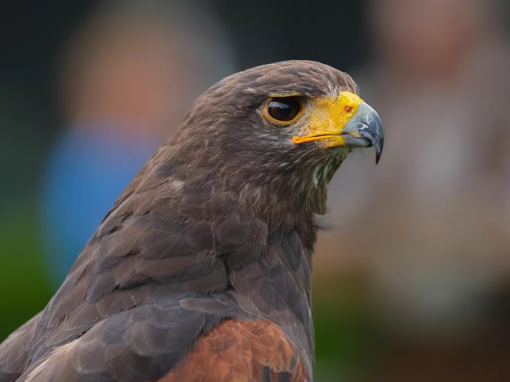The Return of a King: Golden Eagles Soar Over England Once More
