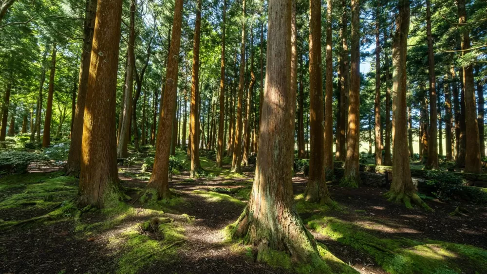 The Secret Life of Trees: How Forests Foster Family