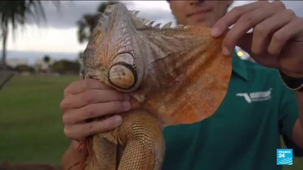 Florida's Chilling Phenomenon: When Iguanas Take a Tumble From the Trees