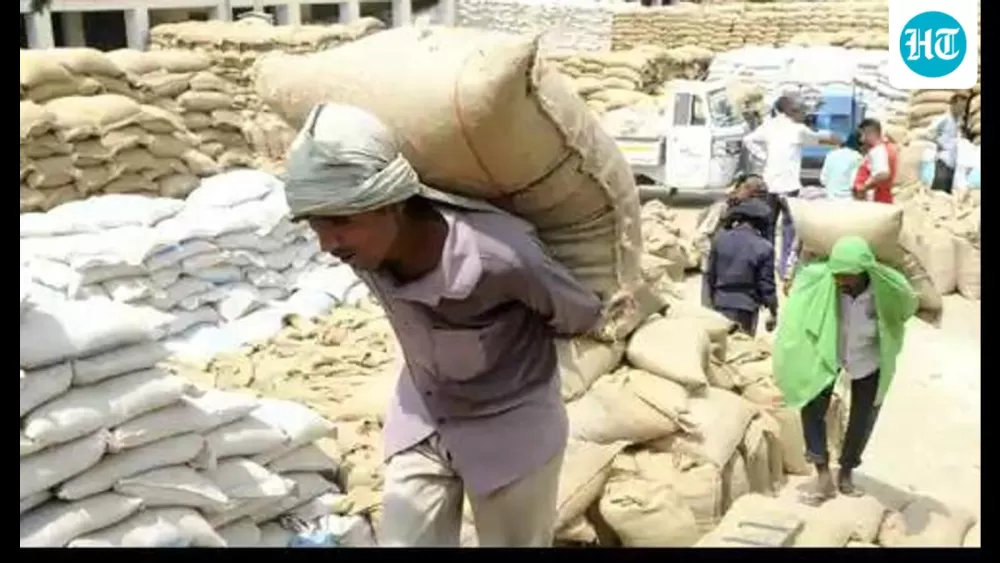 Punjab's Grain Storage Nightmare: Overflowing Granaries Leave No Room for New Rice Harvest