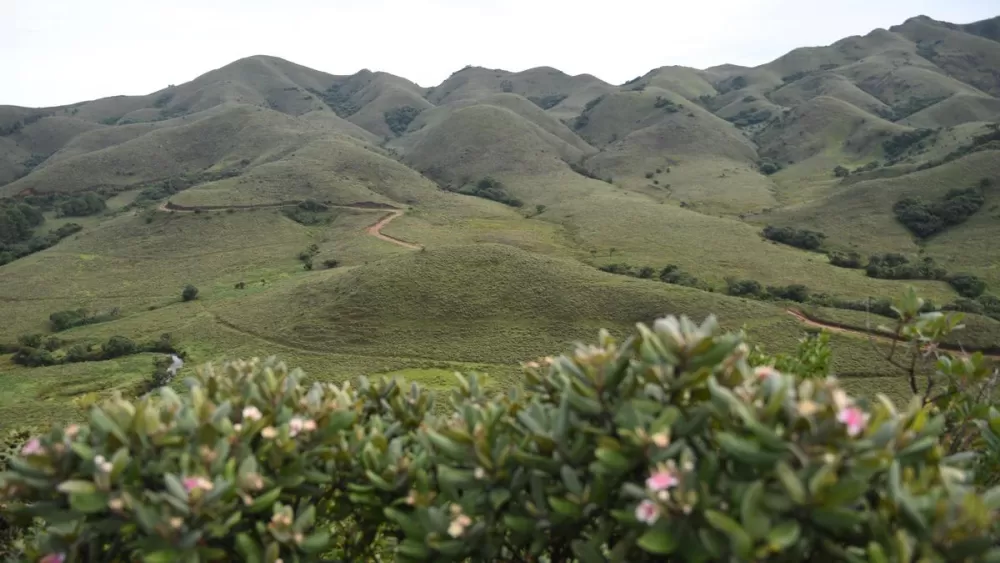 The Quiet Giants of Climate Action: Why Grasslands Deserve Our Full Attention