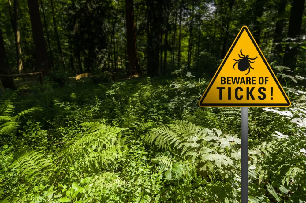 Tick Season Is Arriving Early – What Types Should New Jersey Residents Fear?