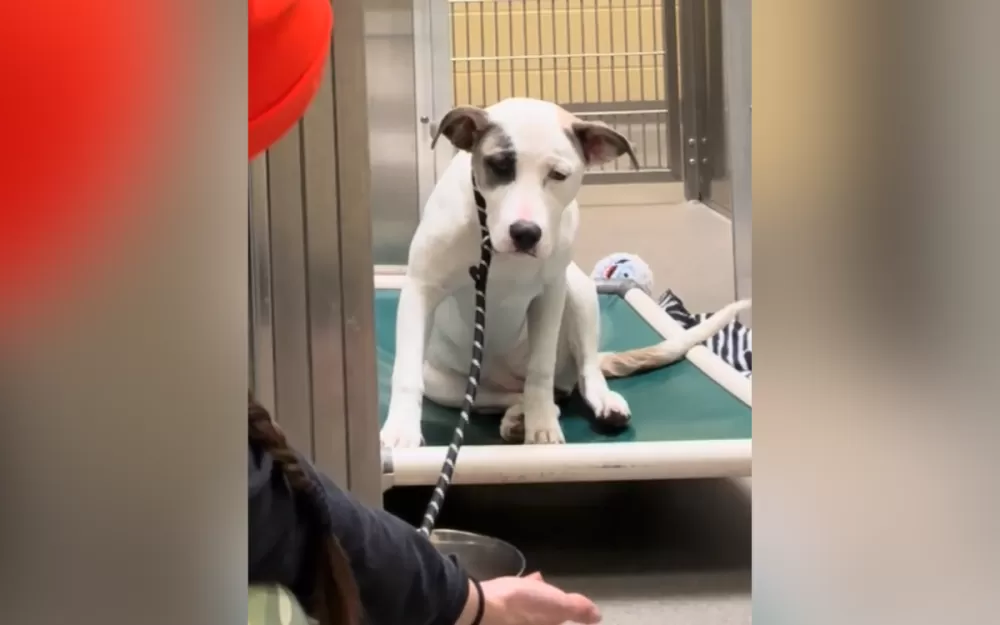 Lana's Journey: The Heartbreaking Tears of a Shelter Dog Who Found Hope
