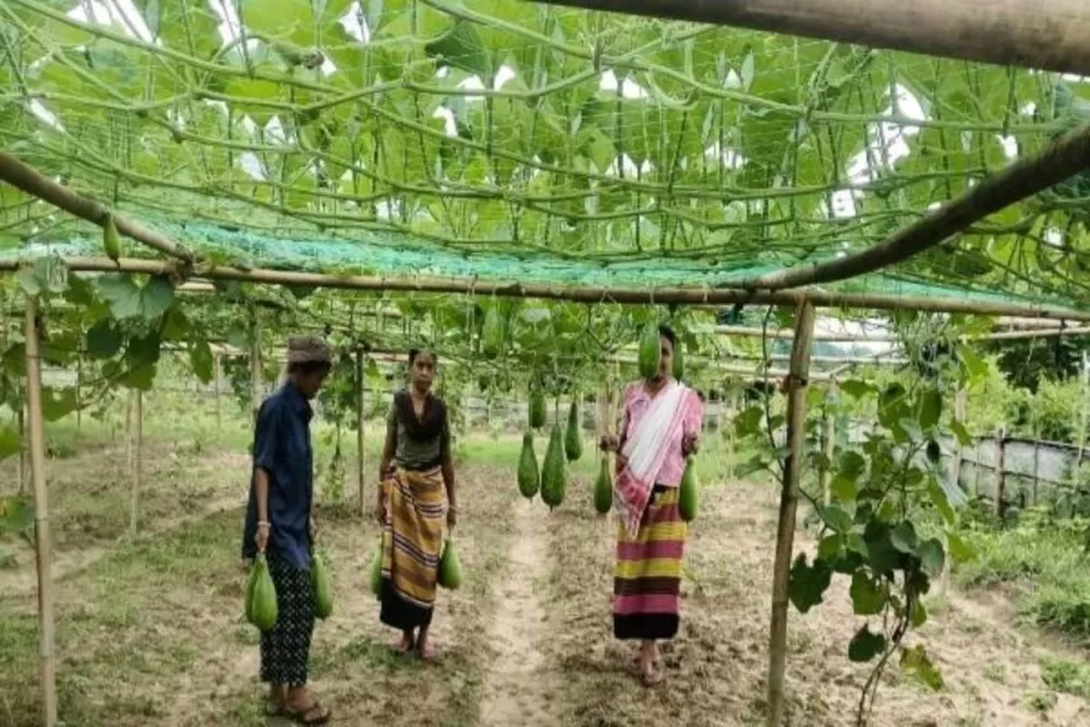 Cultivating Prosperity: How Bottle Gourd is Transforming Lives in Jampuijala, Tripura