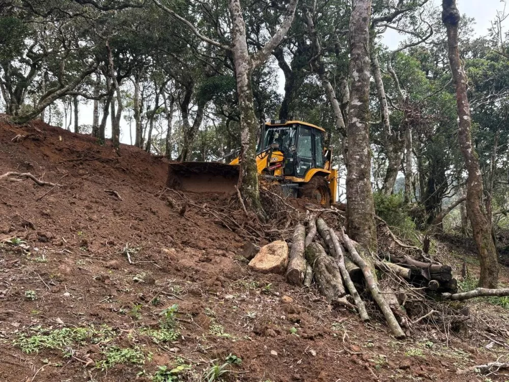 Keralam Forest Department Stumbles Over Tree‑Felling Permissions