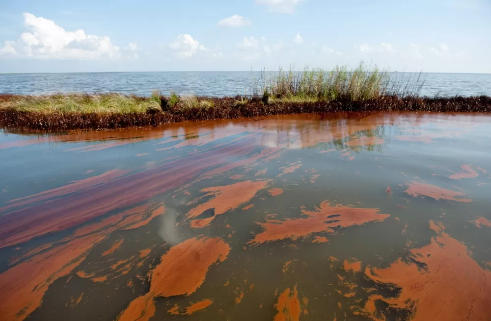 Deepwater Horizon’s Legacy: Gulf Marine Life Still Down Over 60% After 13 Years