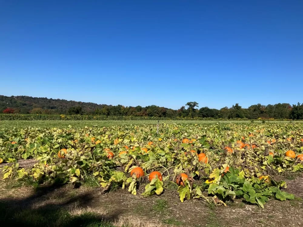 Shelton‑Derby Weekend Guide: Pumpkin Picking & Hocus Pocus Fun