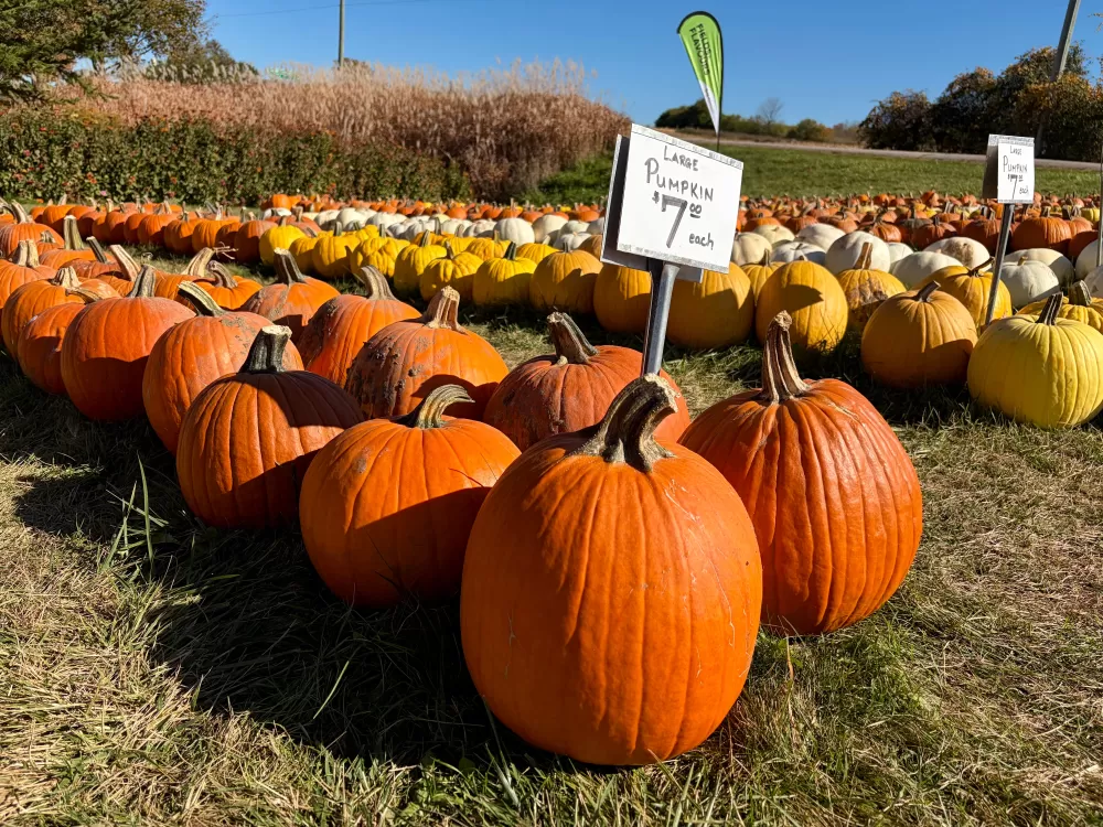 Carving Out Memories: A Kitchener Farm Gears Up for Pumpkin Season