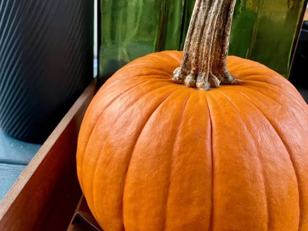 Danvers Hosts Community Pumpkin Composting Event at the Library