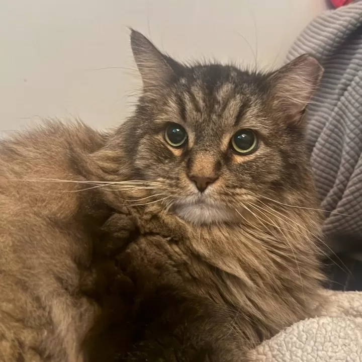 Meet Leo: The Fluffy Tabby Ready to Join Your Home