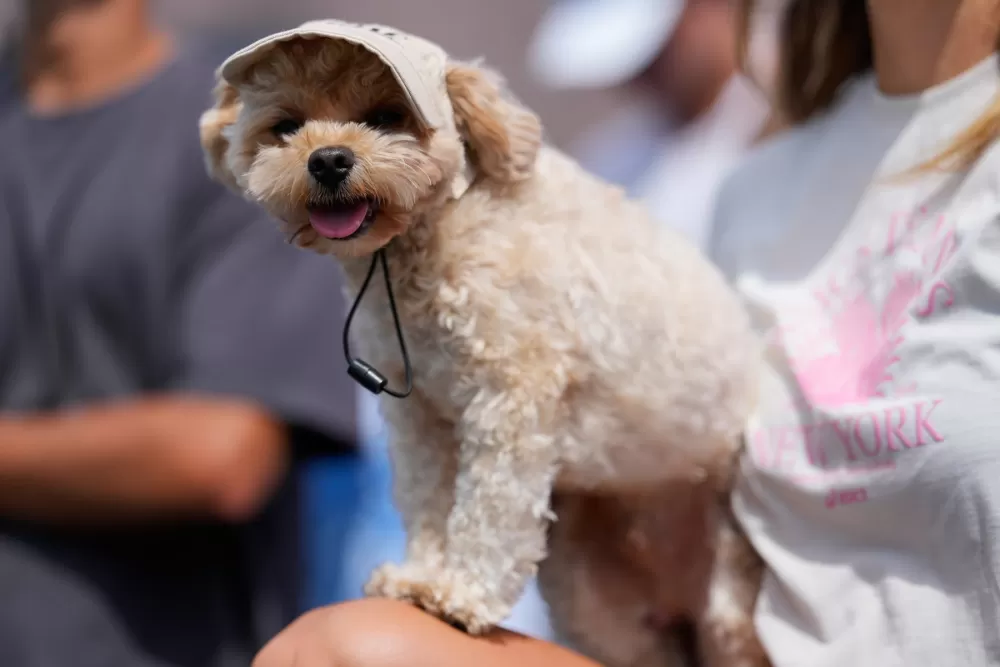 The Secret Language of Paws: New Studies Show Dogs Truly Understand Your Feelings