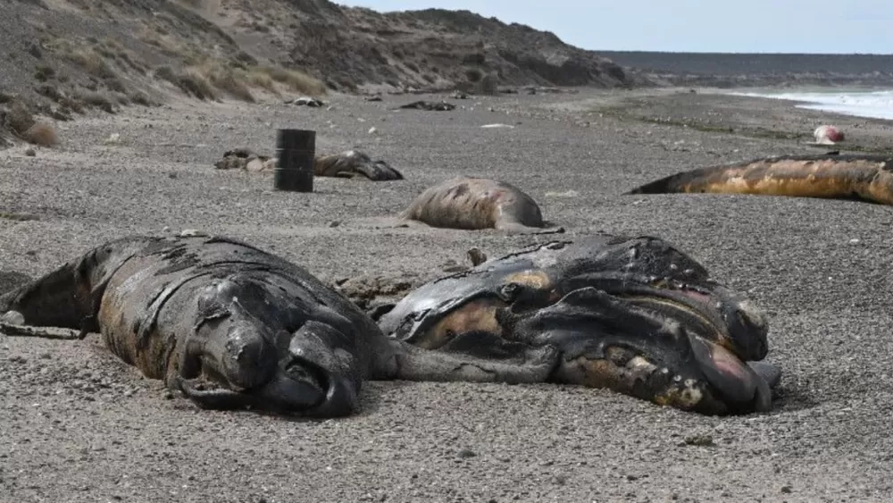 A Troubling Mystery: Why Are Argentina's Whale Calves Falling Silent?